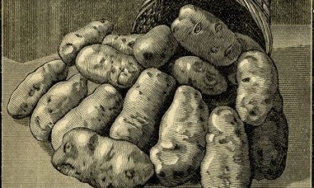 Ways of serving potatoes-27 amazing recipes