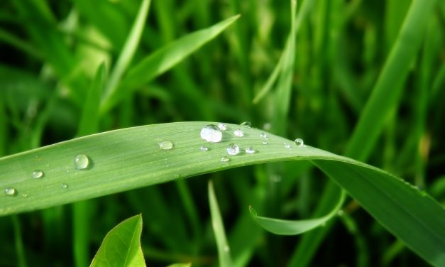 Remove Grass Stains